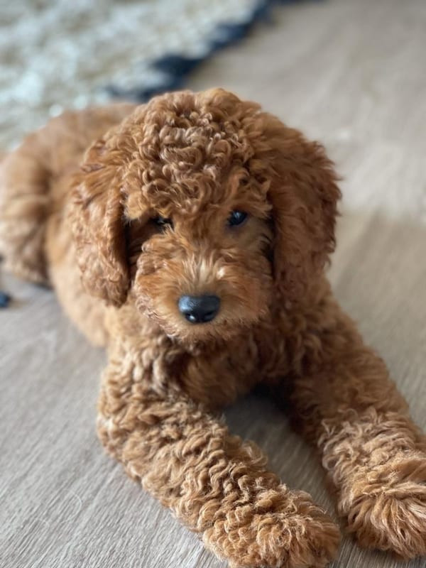 Urban Pet Sitting — professional pet sitter walking dogs in the city, offering dog walking and cat sitting services